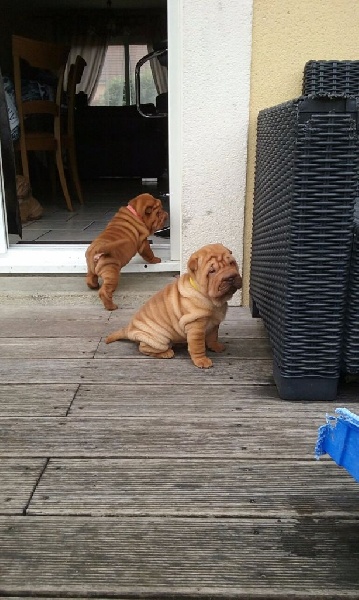 De La Beauté D'Asie - Shar Pei - Portée née le 26/04/2016