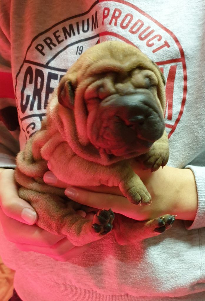 De La Beauté D'Asie - Shar Pei - Portée née le 31/10/2019